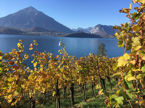 Rebberg mit Blick auf den Thunersee